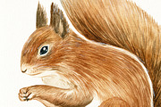 Watercolor Forest Animals Clipart, a Graphic by svetodesign (Thumbnail 7 of 12)