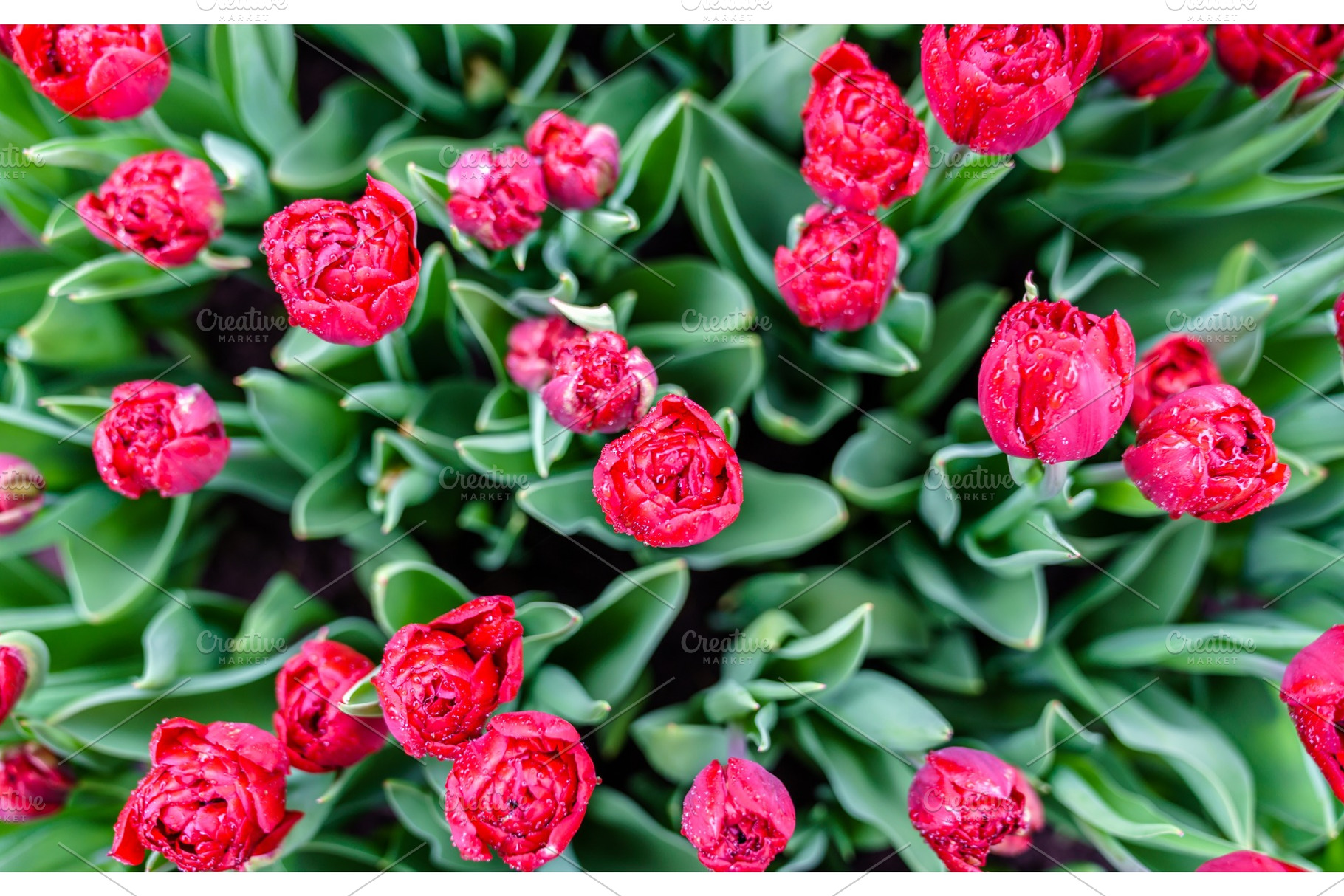 Colorful tulips at the keukenhof the netherlands containing netherlands, a Nature Photo by Leonid Andronov