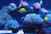 Underwater Photography Presets, a Plug-in Add-On by FixThePhoto (Thumbnail 4 of 32)