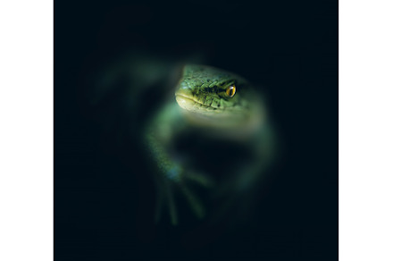 Lizard in the dark, an Animal Photo by BazziBa♥