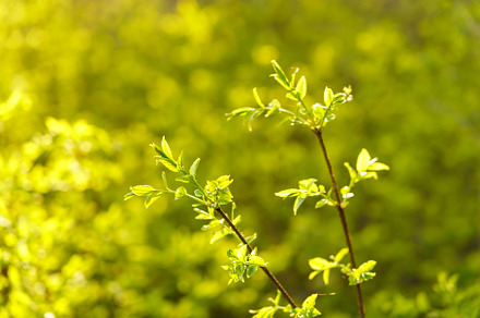 Full frame image of dense lime green shrub with young leaves in late spring or