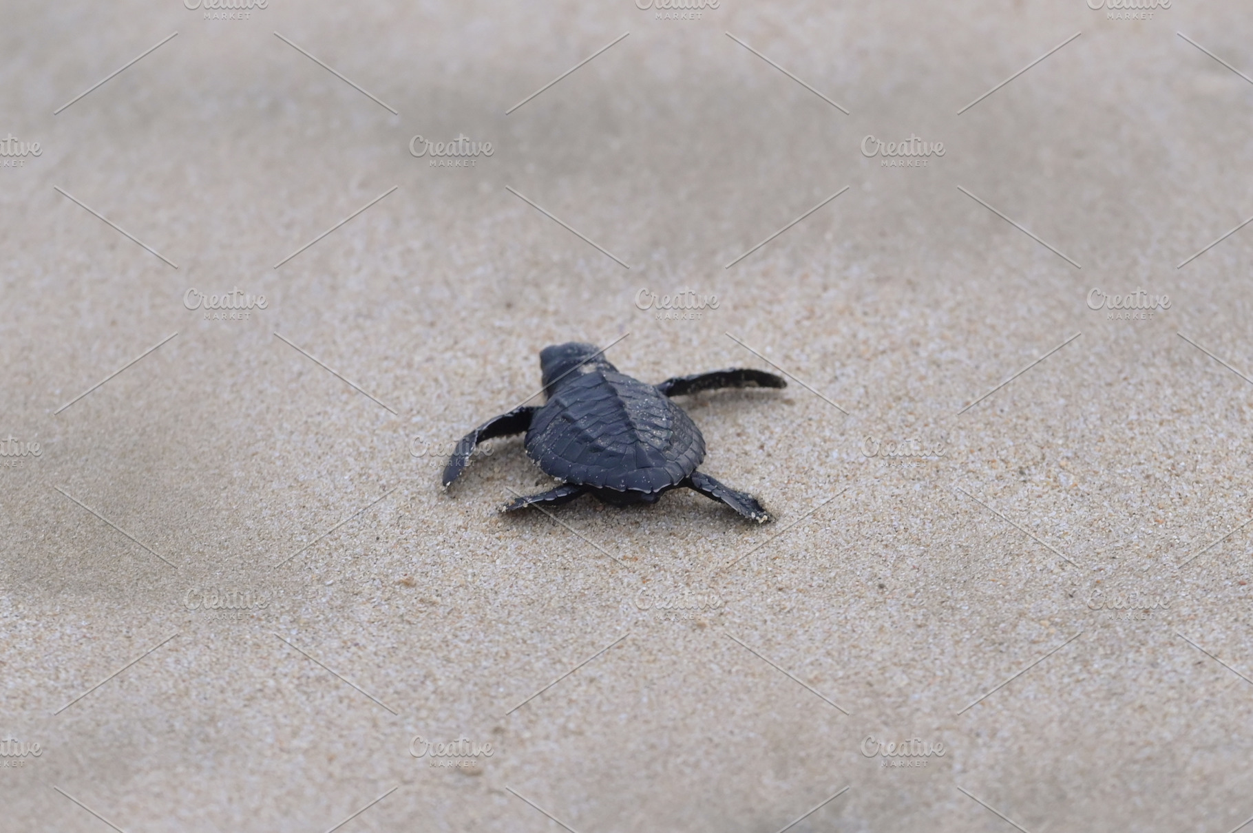 Release of baby turtles Olive Ridley, an Animal Photo by Riza Azhari