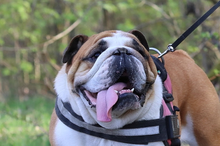 bulldog