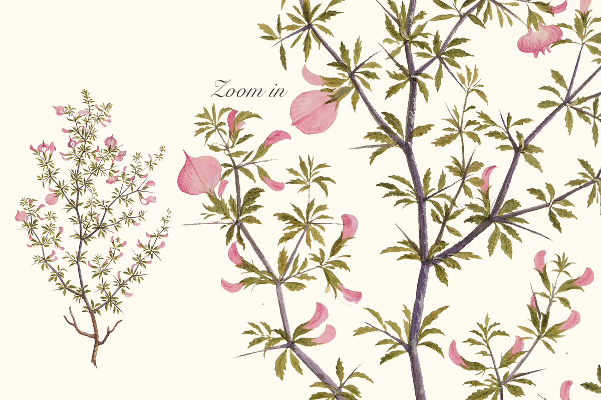 Distribution of English Plants, a Decorative Illustration by Lilithcollageart (Photo 6 of 8)