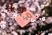 LAFOLOs Wonky Flower Illustrations, a Decorative Illustration by LAFOLO (Thumbnail 5 of 5)