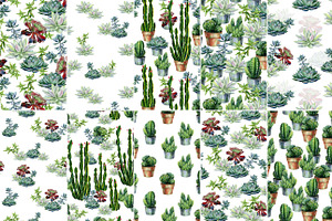 Cacti & Succulents