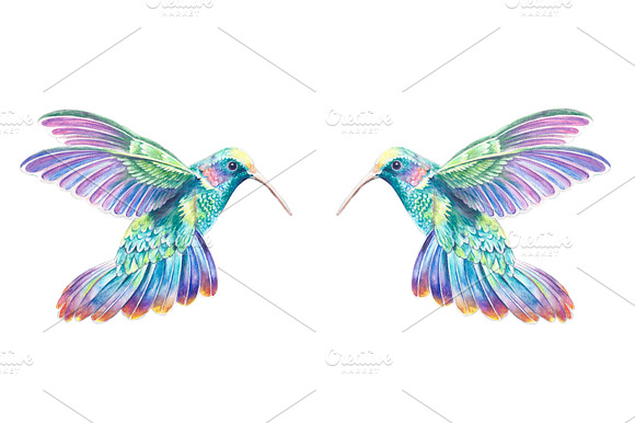 Two Colibri preview 3