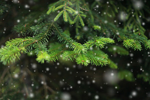 Fir branch and snow containing winter, tree, and snow