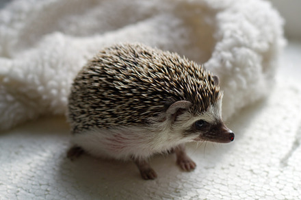African hedgehog featuring hedgehog, african, and pygmy