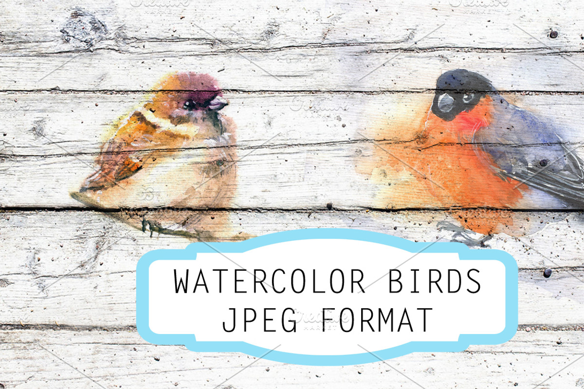 Watercolor illustration with bird, an Animal Illustration by Vavavka (Photo 1 of 5)
