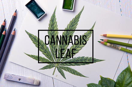 Botanical hand drawing - sativa leaf