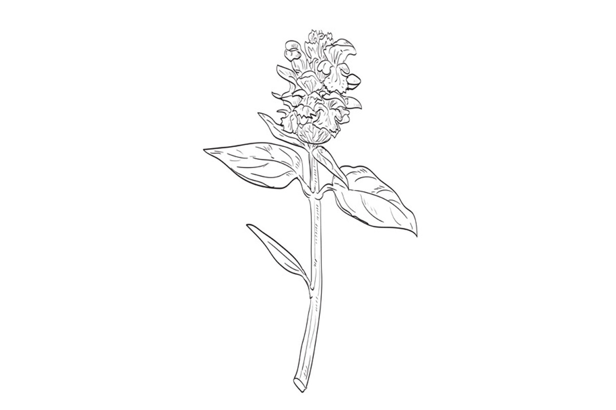 Common Self-Heal Wild Plant Drawing, an Object Illustration by patrimonio (Photo 1 of 3)