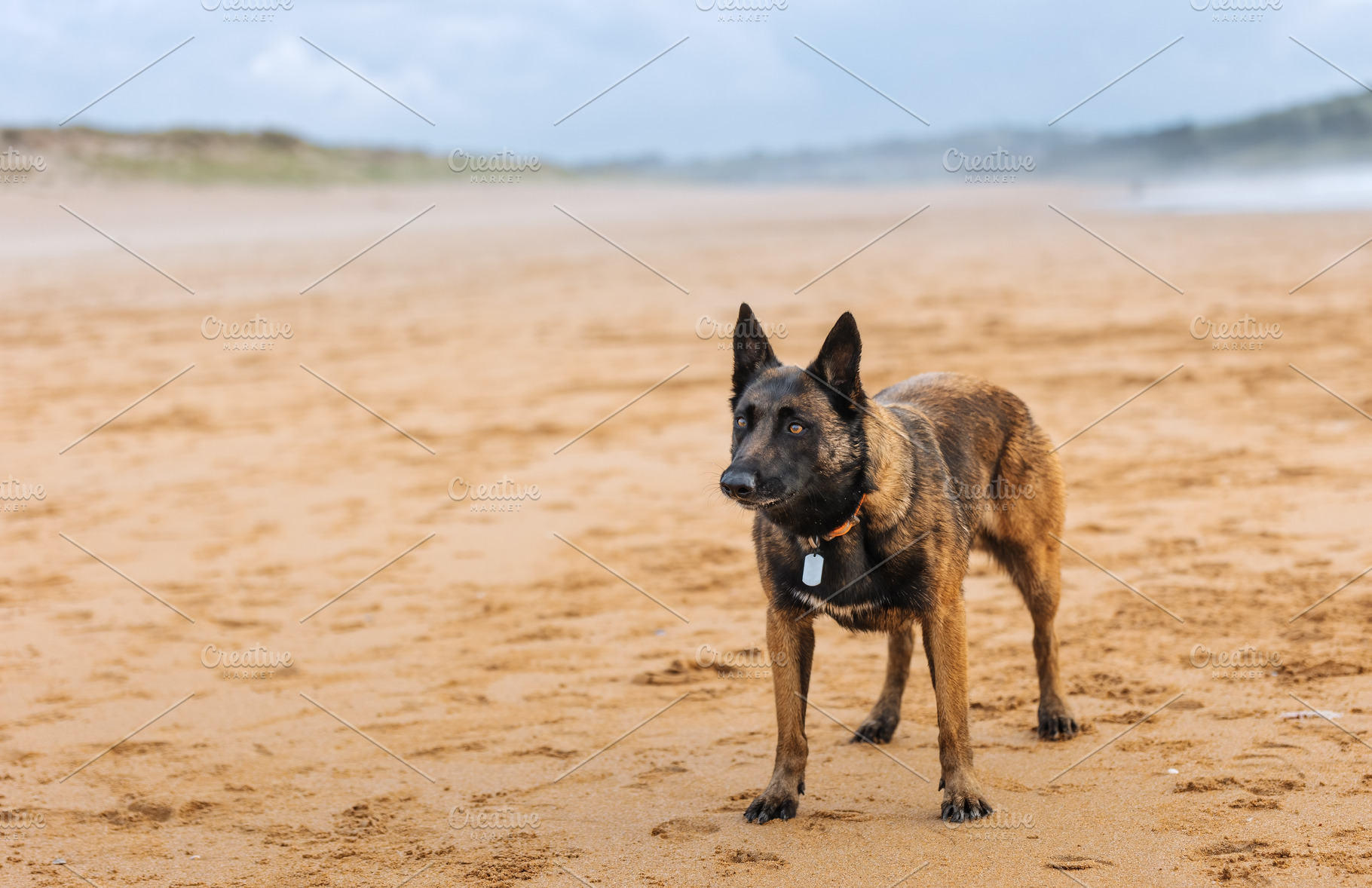 Belgian Malinois alert on the beach, an Animal Photo by Perpis