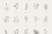 100+ plants bundle | vol. 1 + 2 + 3, an Illustration by Crocus Paperi (Thumbnail 11 of 18)