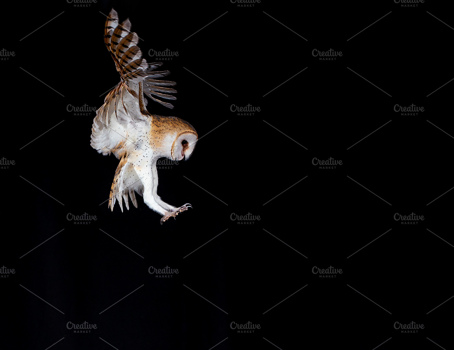 barn owl in flight towards the trunk, an Animal Photo by Nat