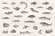 Fishes & Sea Life Engravings Set, a Food Illustration by Graphic Goods (Thumbnail 2 of 7)