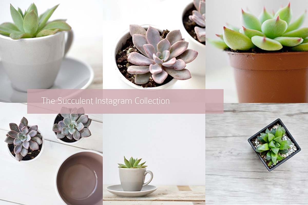 Succulent-Themed Instagram Collectio, a Social Media Template by Greenleaf Images (Photo 2 of 4)