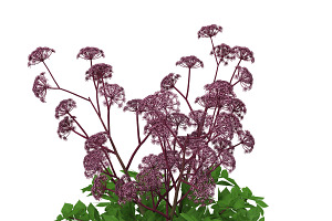 Angelica Gigas