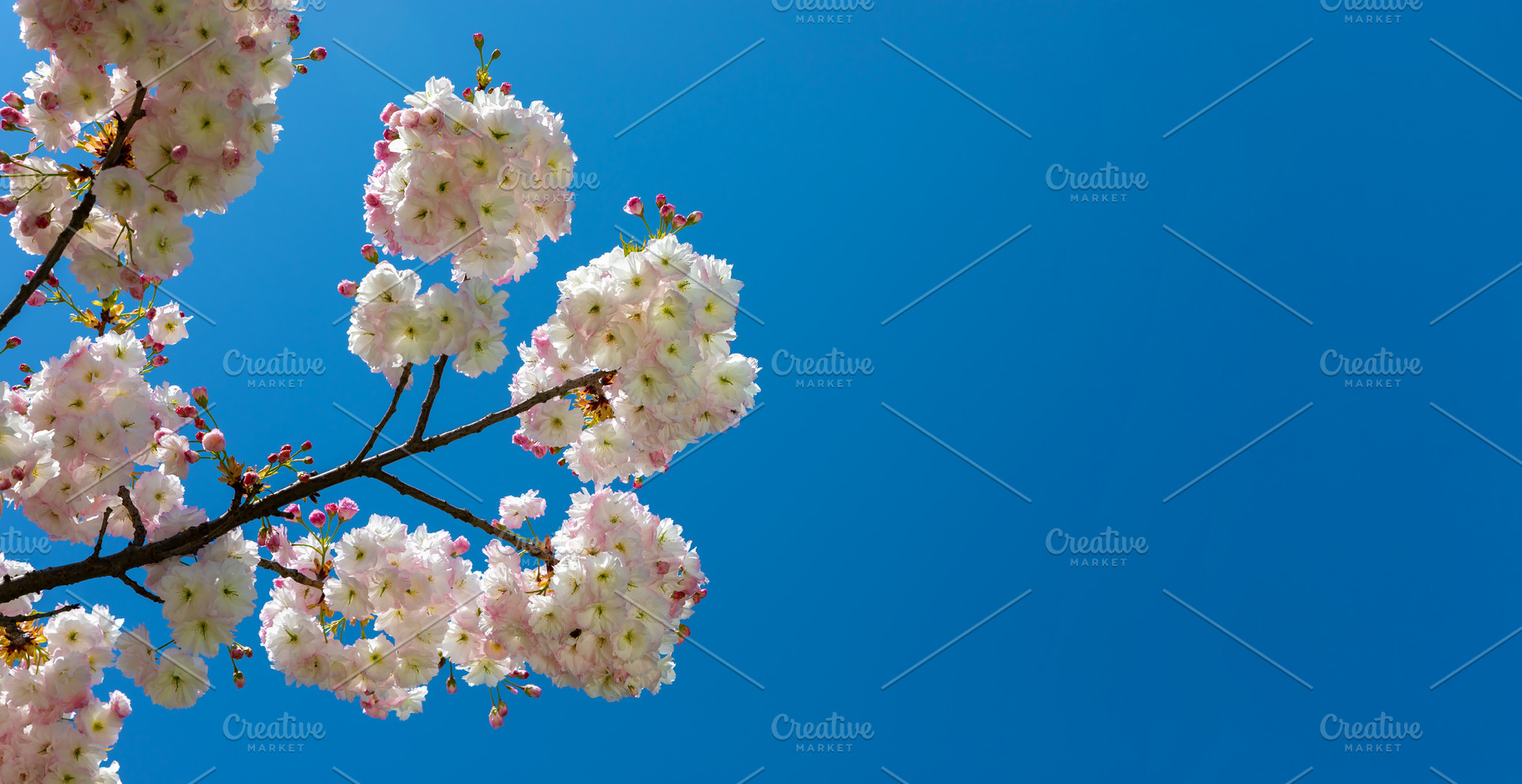 Blooming white cherry blossoms on branches against a vivid blue, a Nature Photo by Ales Munt