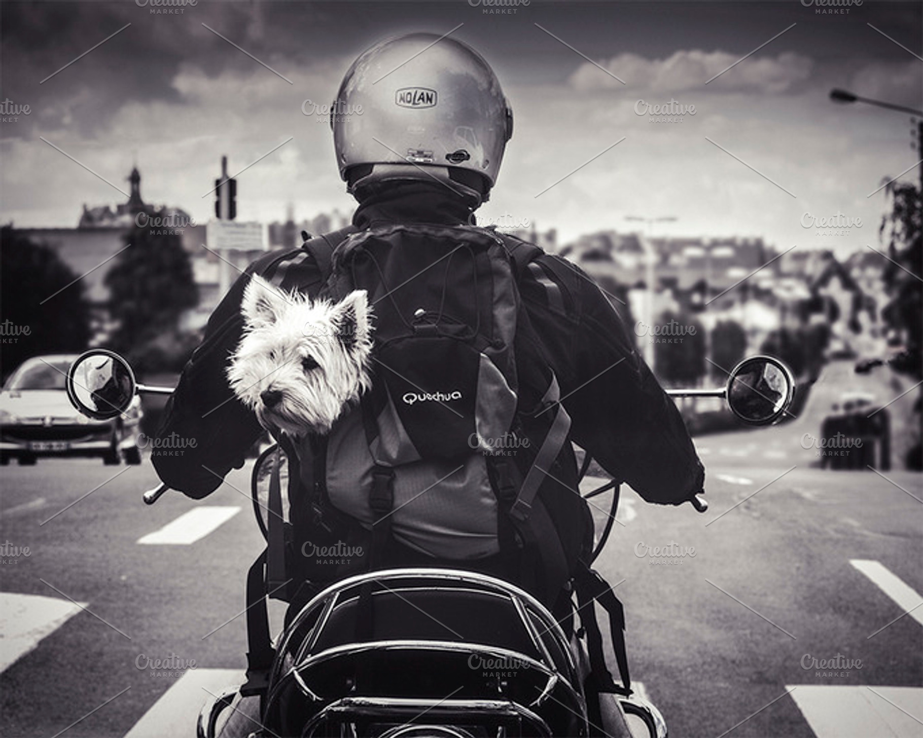 Westie on Tour, a Person Photo by Art Cascadea