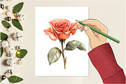 Valentine's Rose Clipart, an Illustration by Design Market (Thumbnail 4 of 5)