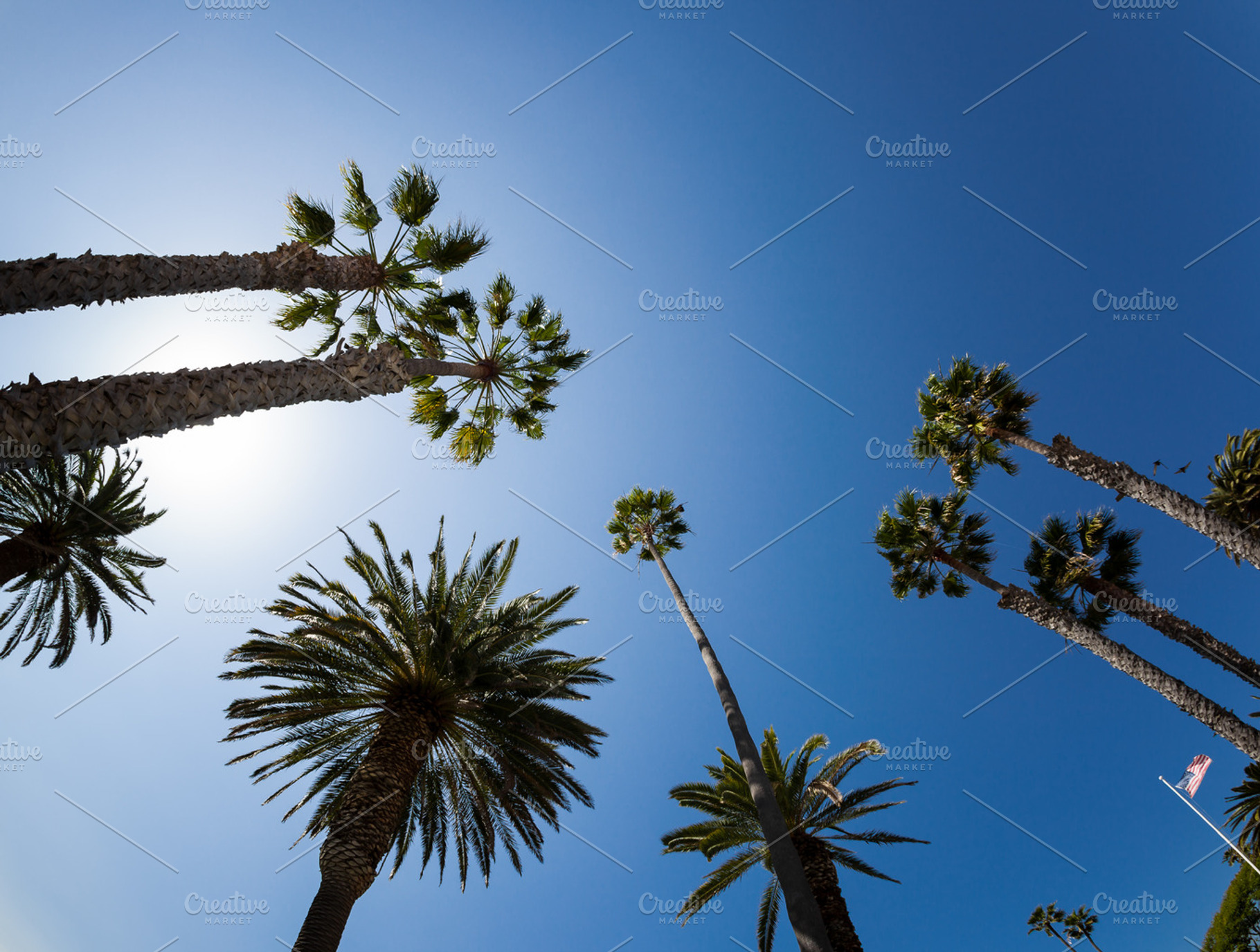 Palm trees in california containing summer, summertime, and vacation, a Nature Photo by FunkyMedia