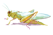 Spring watercolor clipart set, an Illustration by masha gross (Thumbnail 2 of 4)
