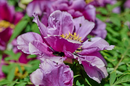 Lush purple peony flowers with vibrant yellow stamens, in full b, a Nature Photo by ndanko