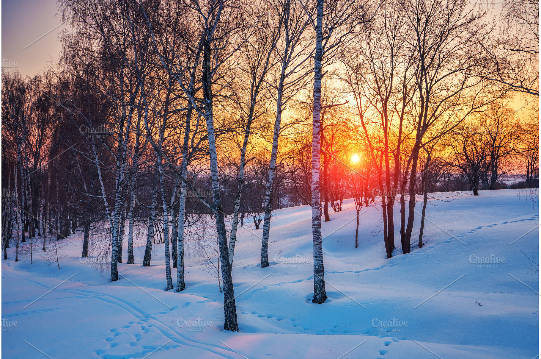 Colorful winter sunset in the park, a Nature Photo by sborisov