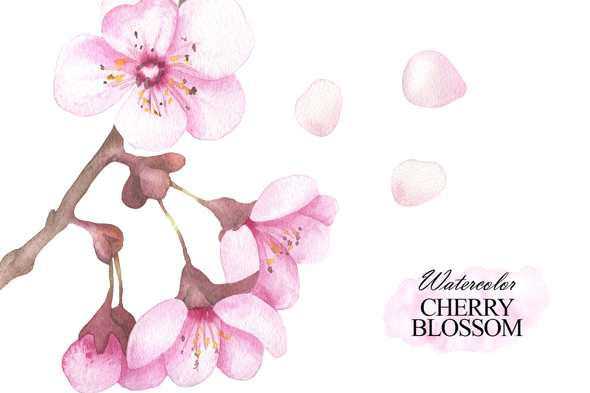 Cherry blossom watercolor clipart, an Illustration by OlDm_Shop (Photo 3 of 6)