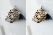 10 CAT Lightroom Presets, a Preset Add-On by MaPresets (Thumbnail 3 of 15)
