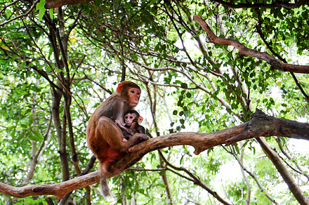 Monkeys containing monkey, monkeys, and baby monkey