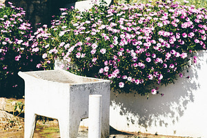 Old wash basin and blooming daisies, a Nature Photo by SkyNext