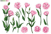 Eustoma flower. Sketch vector line, a Texture Illustration by irina.vaneeva (Thumbnail 2 of 3)