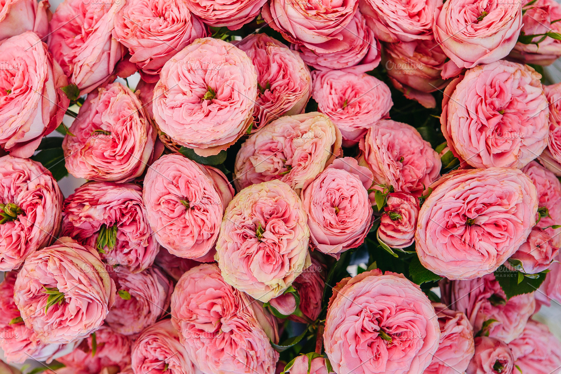 Pink roses background stock photo containing roses and rose background, a Nature Photo by Fargana