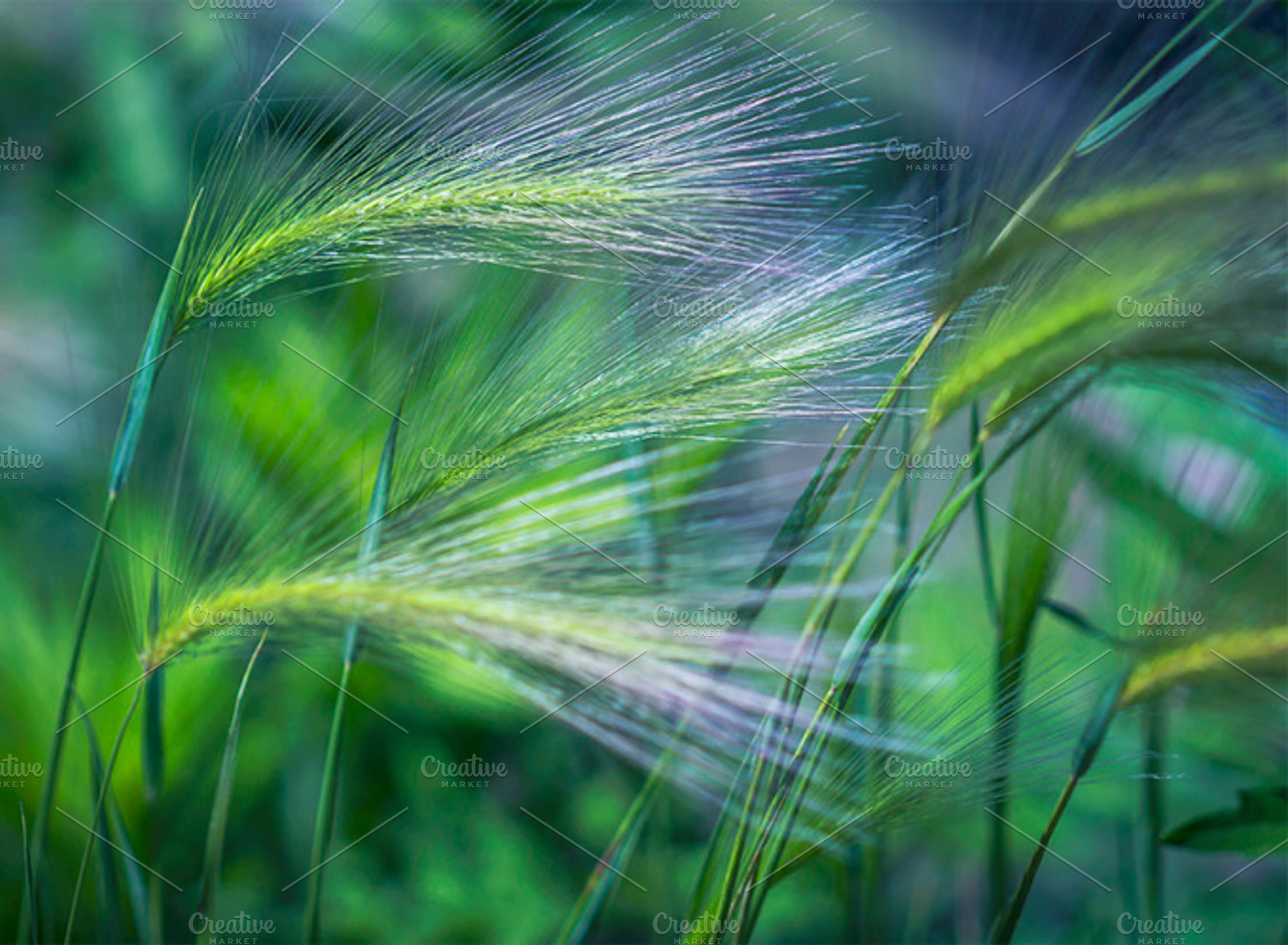 Signs of Summer