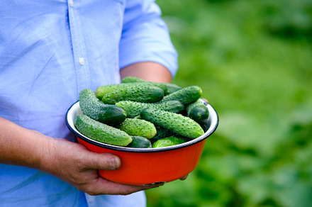 Farmer with bowl of cucumbers, a Food & Drink Photo by photoguns