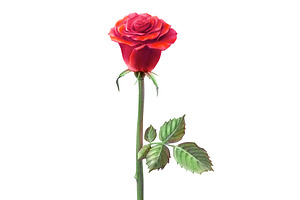 Single Stem Red Rose Illustration