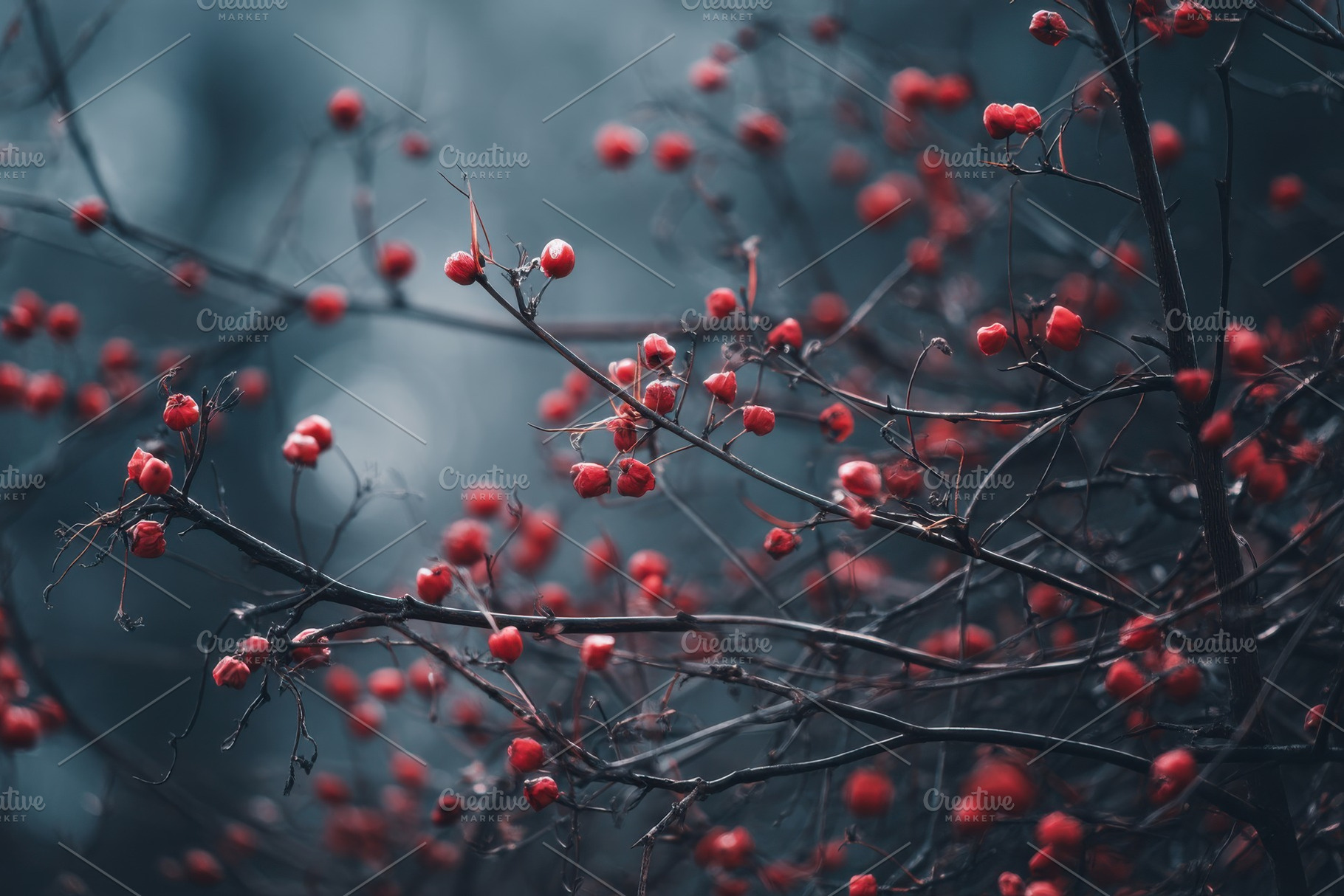 Wild Bush with Red Berries, a Nature Photo by Virgo Studio