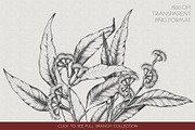 Eucalyptus Illustrations & Extras, an Illustration by Valeryia Aranovich (Thumbnail 2 of 6)