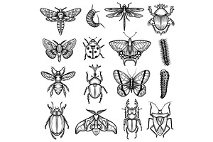 Insects Vector Set