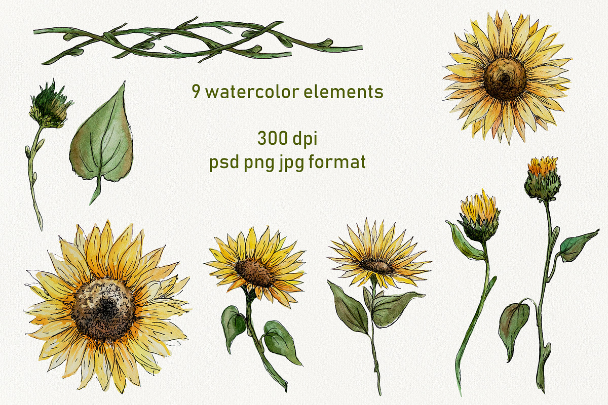 Sunflower watercolor clipart, an Illustration by Dina Guiter (Photo 2 of 8)