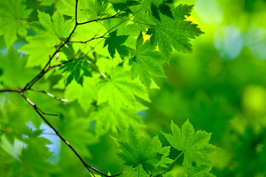 Spring background green maple leaves, a Nature Photo by Vector Tradition