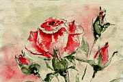 Bundle offer of watercolors, an Animal Illustration by Watercolor_Vector Graphic (Thumbnail 20 of 27)