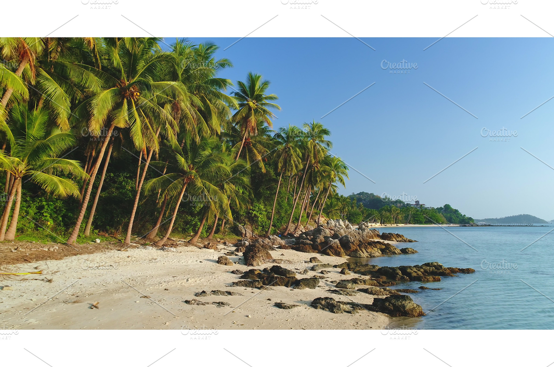 Palm trees rising on the beautiful, a Nature Photo by Goinyk