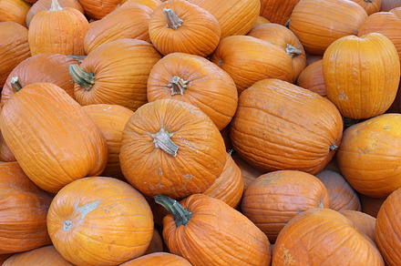 Pile of Pumpkins