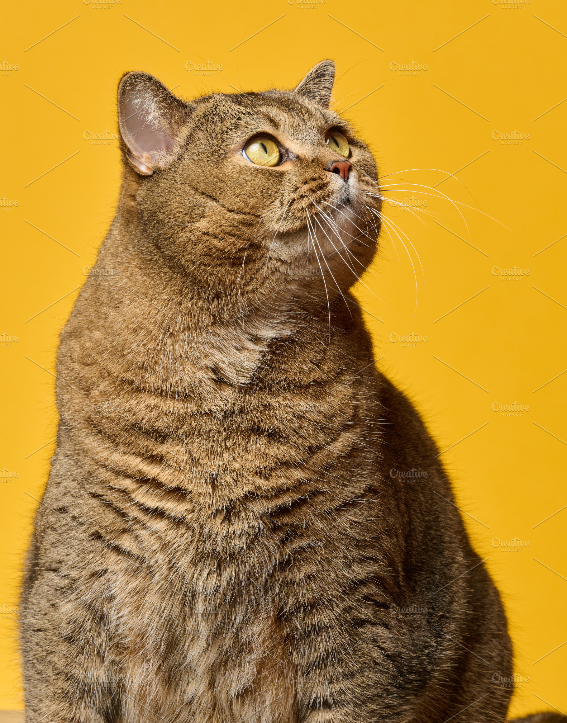 Brown cat with striking yellow eyes is looking upwards against a, an Animal Photo by ndanko