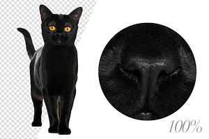 20 Black Cats - Cut-out Pictures