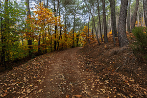 Autumn Forest Path Covered in Dry Le, a Nature Photo by Perpis
