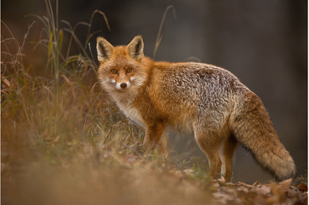 Red fox turning back on dry orange
